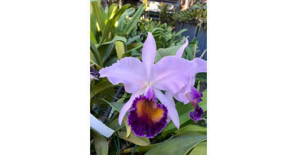 Lc. Dinard Blue Heaven---